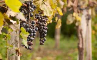 Подкормка винограда золой, способы применения древесной золы