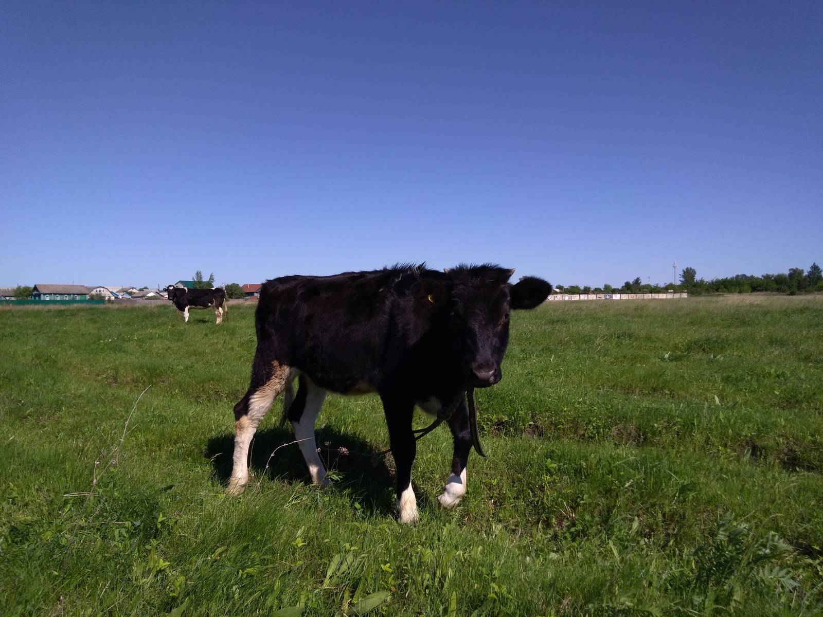 Выгодно ли держать корову на молоко: отзывы и расчет