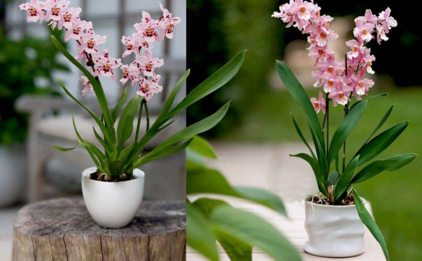 Орхидея камбрия: уход в домашних условиях, размножение, пересадка, почему желтеет