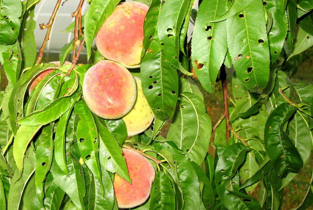 Болезни и вредители персика: находим и ликвидируем поражения