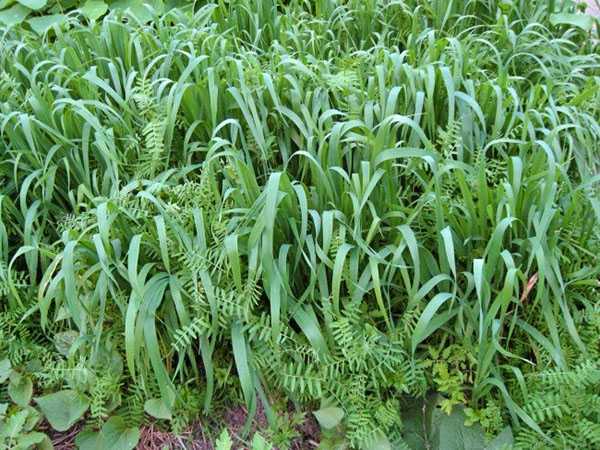 Вика сидерат – особенности растения, способы применения в качестве удобрения, сроки посева