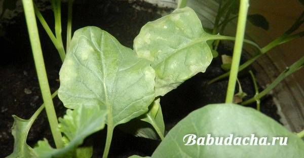 Цитовит для растений. удобрение цитовит – инструкция по применению для растений