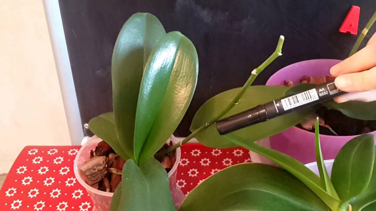 Капризы эпифитов: как заставить орхидею выпустить несколько цветоносов, если она упрямится и не даёт даже одного?