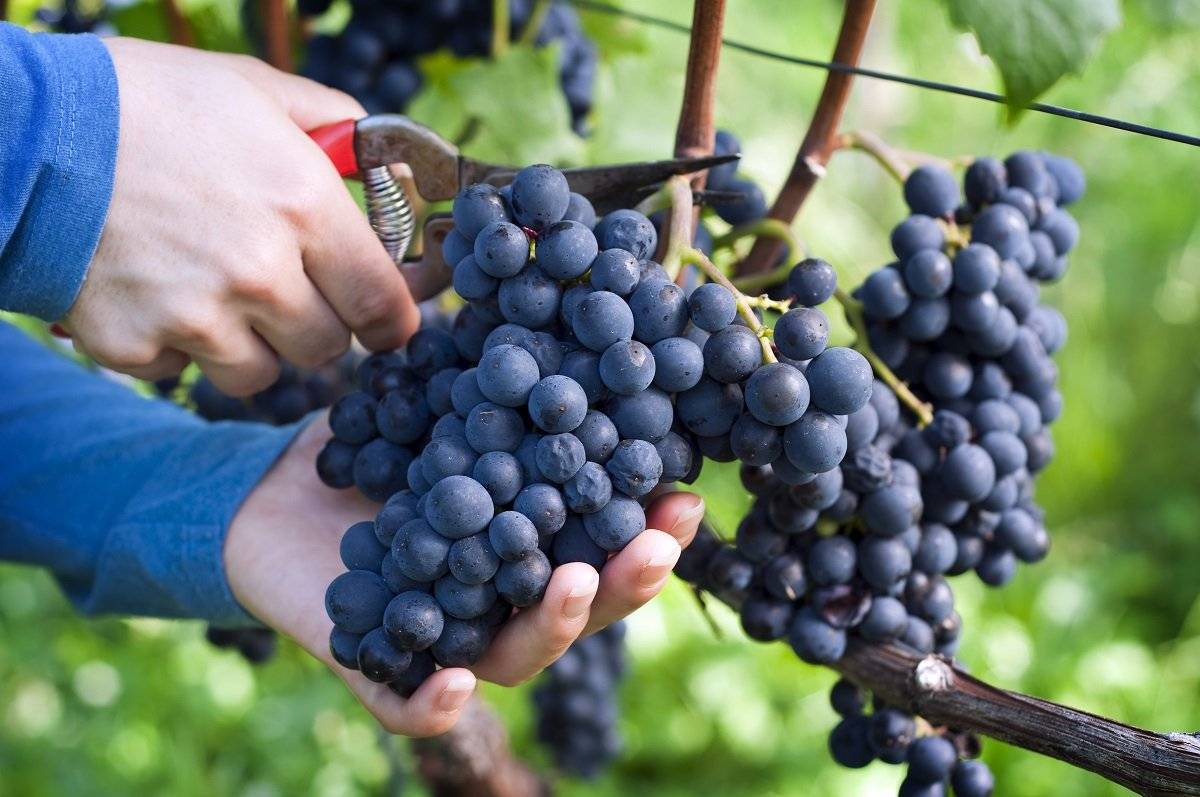 Чем подкормить виноград для роста и хорошего урожая подкормки весной, летом и осенью в зиму