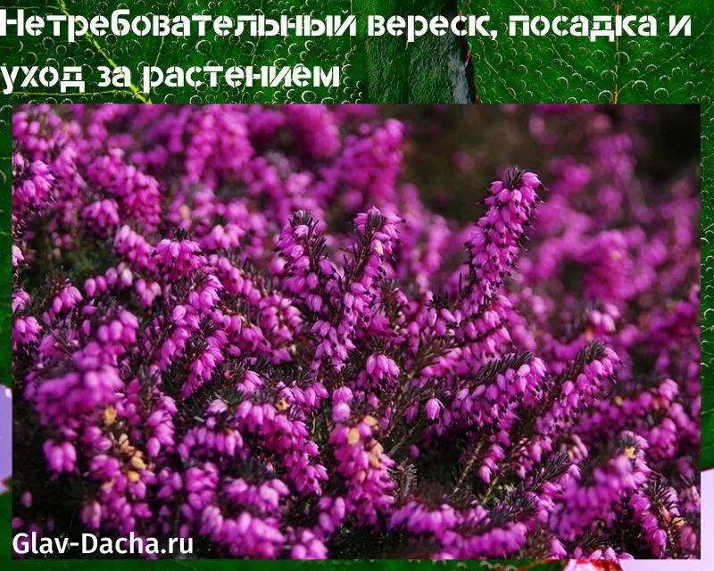 Все, что вы хотели знать о вереске – посадка, уход, размножение, популярные сорта