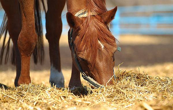 Как правильно ухаживать за лошадью — содержание, кормление, потребление воды, чистка животного
