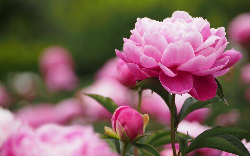 5 секретов пышного цветения пиона от специалиста
