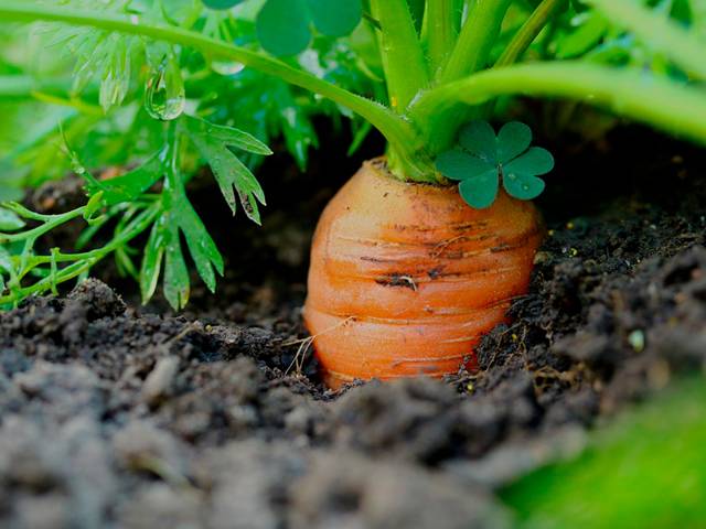 Когда нужно посадить морковь на семена и как собрать посевной материал самостоятельно?