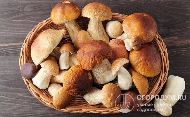 Белые грибы на зиму – простые рецепты заготовки грибов в домашних условиях