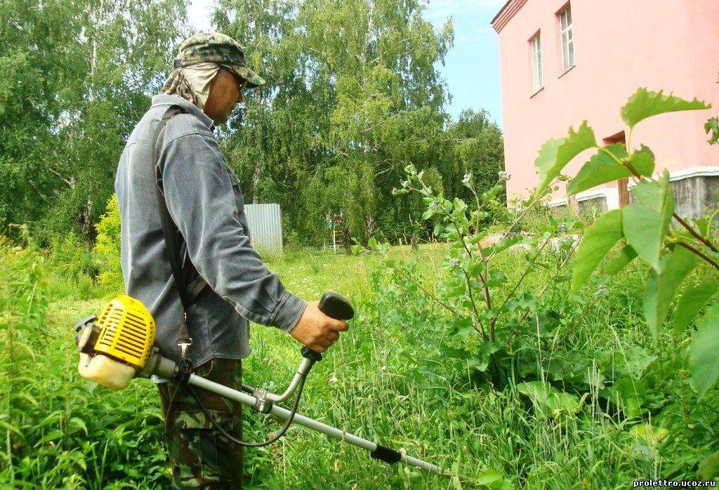 Современная борьба на огороде с сорняками: самые эффективные методы