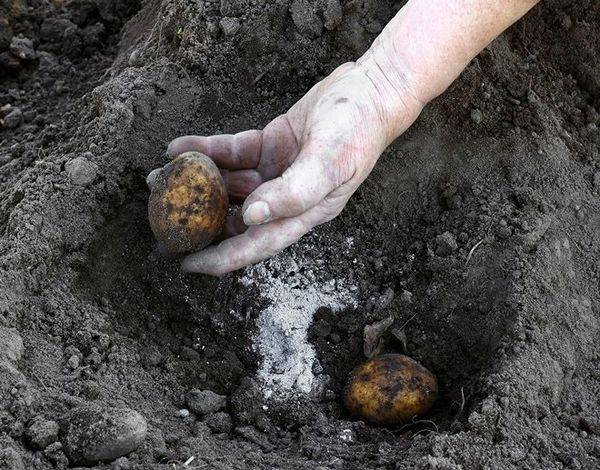 Чем и как удобрять картофель весной, при посадке в лунку, летом и осенью, правила подготовки картофельной грядки