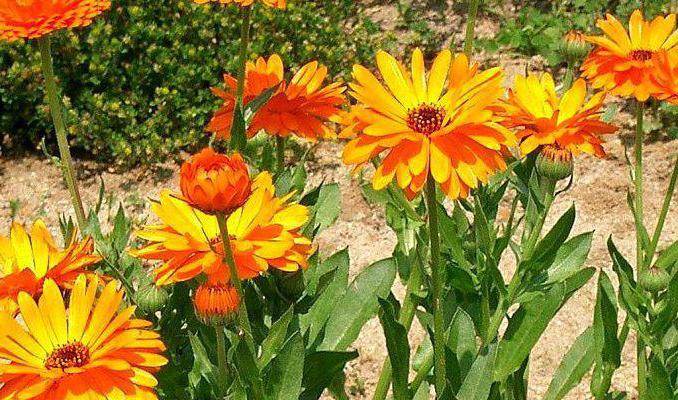 Календула цветок-ноготок — как выглядит и где растет