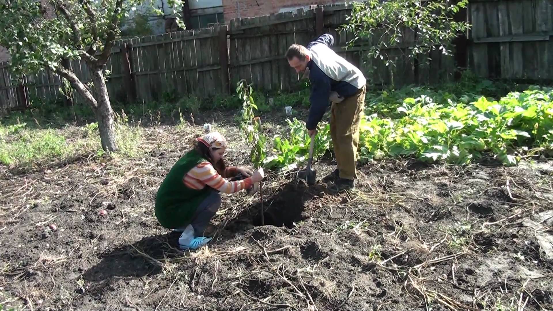 Ваш первый сад: как правильно посадить саженец весной