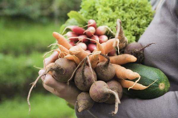 Как правильно хранить свеклу и морковь?