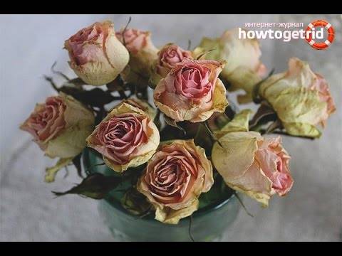 Как засушить розы, сохранив цвет и формы