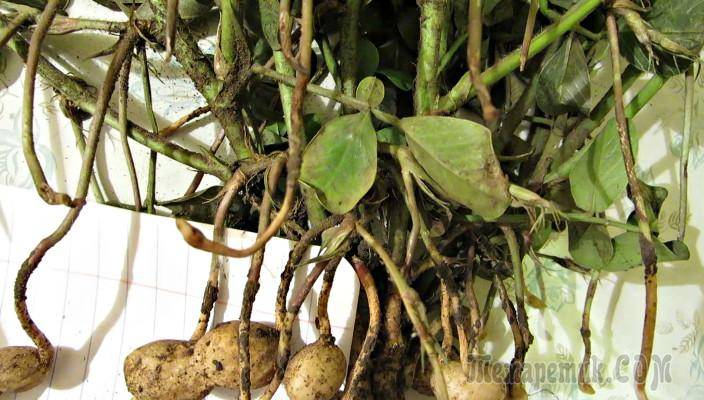 Особенности плодоношения арахиса: как растет культура