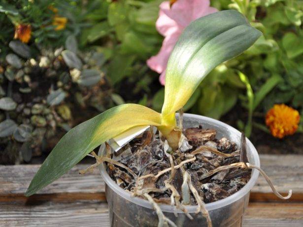 Что делать, если листья орхидеи потеряли тургор и морщинятся, как помочь