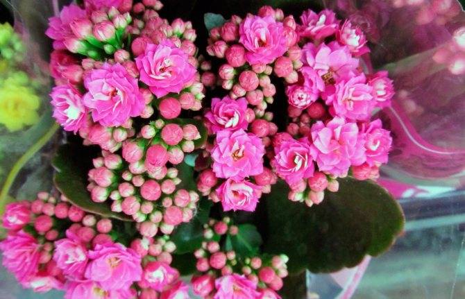 Как добиться обильного цветения каланхоэ – рекомендации по пересадке после покупки и уходу в домашних условиях