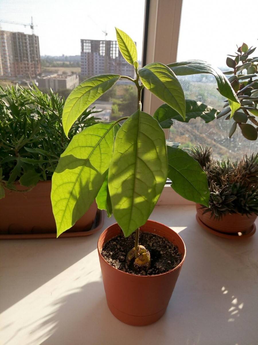 Как ухаживать за авокадо — растение в домашних условиях