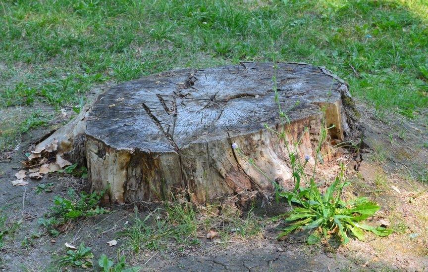 Избавляемся от ненужного дерева: 4 средства, чтобы оно быстро засохло