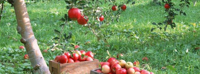 Вредители яблони и борьба с ними - народные и химические средства