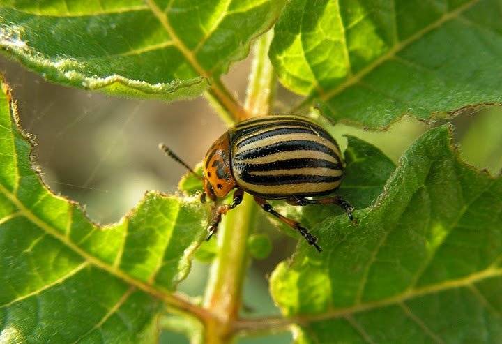 Народные средства от колорадского жука – обрабатываем огород без "химии"