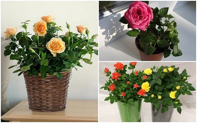 Когда требуется реанимировать розы в вазе с водой и как спасти цветы, если они начали вянуть?
