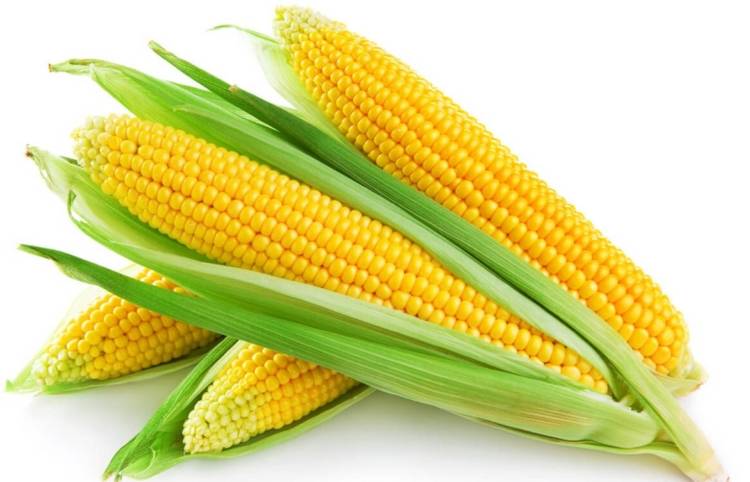 Сахарная кукуруза: посадка, лучшие сорта, выращивание на поле