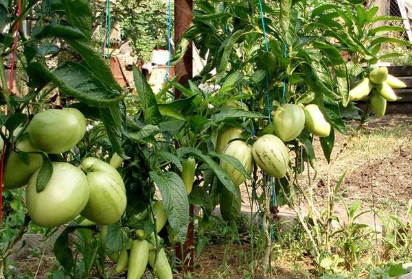 Дынное дерево: правила выращивания папайи из семян