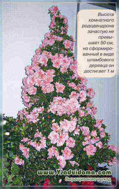 Рододендрон: «цветочный взрыв»: выращивание и уход в открытом грунте