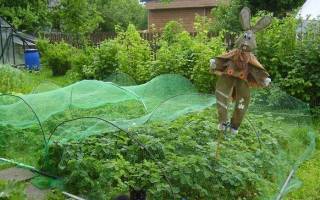 Защита сада и огорода от болезней и вредителей
