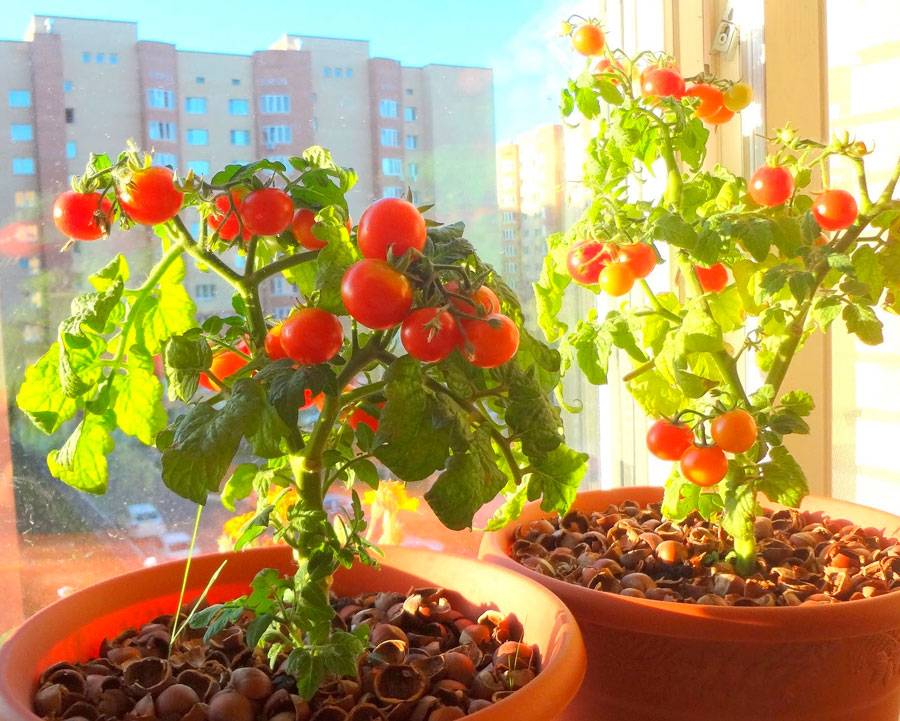 Подкормка помидоров в открытом грунте — лучшие удобрения для томатов