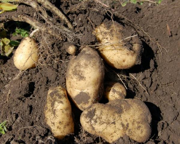 Столбур картофеля: понятие, симптомы, борьба и профилактика