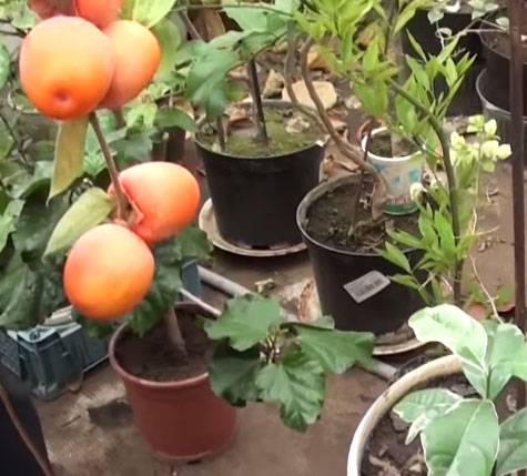 Хурма: выращивание в домашних условиях