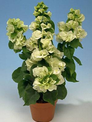 Выращиваем “бумажный цветок”, или бугенвиллию в домашних условиях