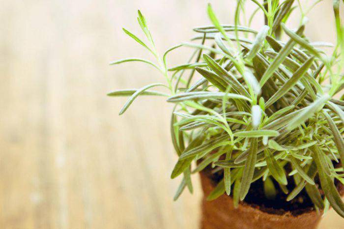 10 лекарственных растений, которые легко вырастить на подоконнике зимой