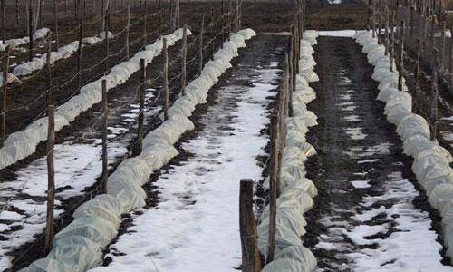 Опасные ошибки при укрытии винограда на зиму