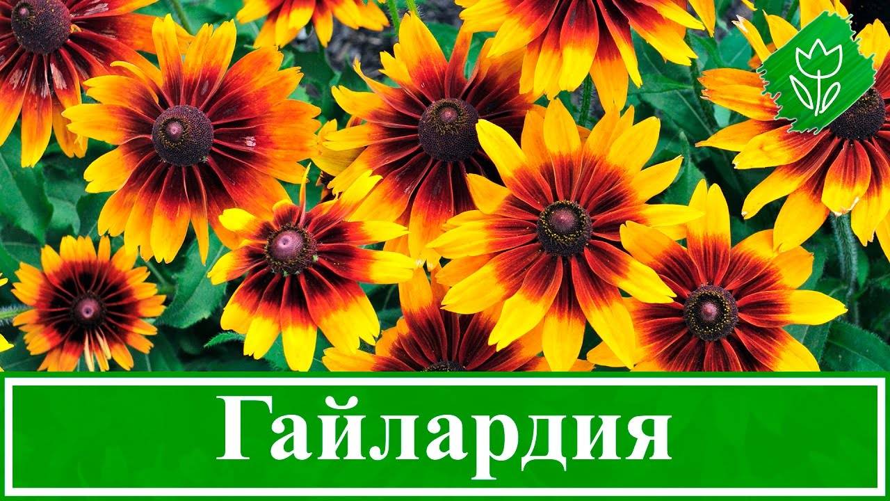 Пошаговая фото-инструкция по посадке аквилегии на рассаду