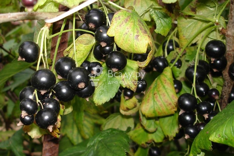 Сорта черной смородины крупноплодные для урала и подмосковья