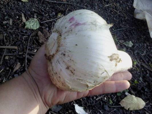 Гигантский лук-чеснок рокамболь: посадка, выращивание и уход