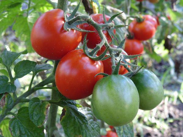 Не привередливый сорт для теплиц — томат урал супер f1: отзывы об урожайности, описание помидоров