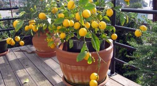Попробуйте вырастить дома лимон мейера