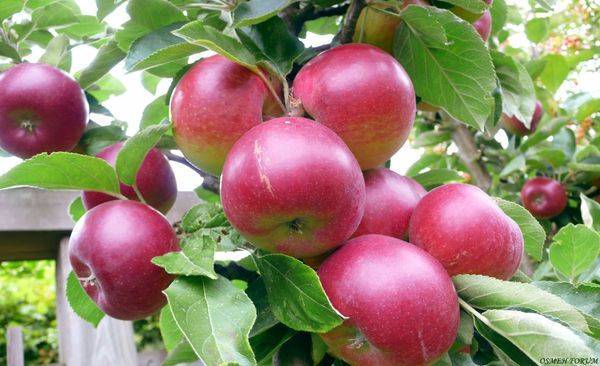 Яблоки сортов уральской и канадской селекции для садов Сибири, виды