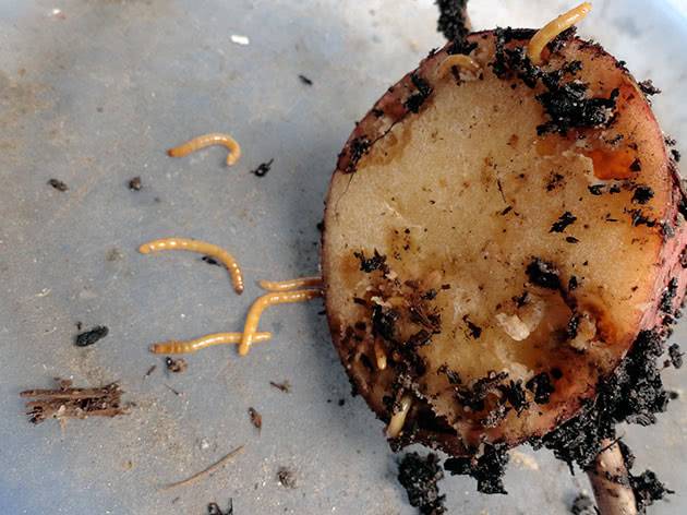 Проволочник в картошке — как избавиться?