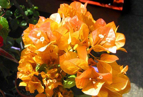 Комнатный цветок бугенвиллия: виды, сорта, уход в домашних условиях