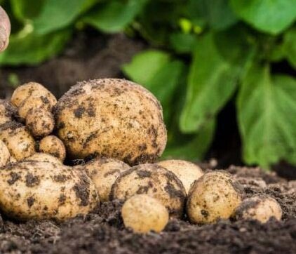 Удобрение для картофеля – какое лучше применять перед посадкой весной