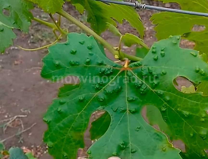 Фото, описание и средства борьбы с вредителями винограда