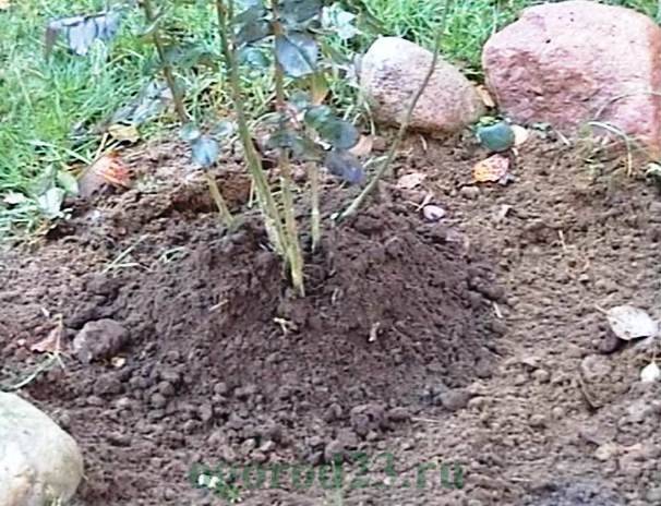 Уход за розами весной после зимы в открытом грунте: видео инструкция по обрезке, подкормке и обработке от вредителей