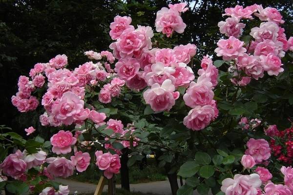 Полиантовая роза: что это такое, выращивание и уход