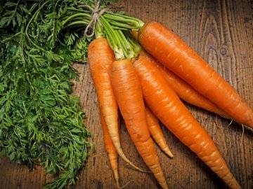 Морковь и её враги. вредители моркови